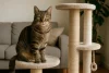 De perfecte krabpaal kiezen voor jouw kat: tips en inzichten